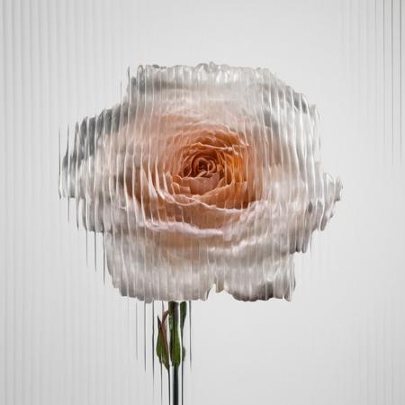 03609-2097489198-a   rose,  white background,  curved glass,  textured glass, fluted glass _lora_SDXL_Curved_glass_Test_Sa_May_1_.png